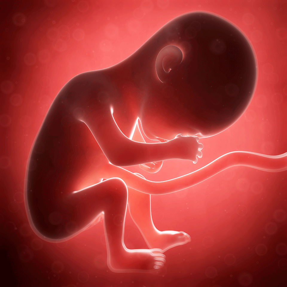 25-28 Weeks | Pregnancy to Parenting Australia