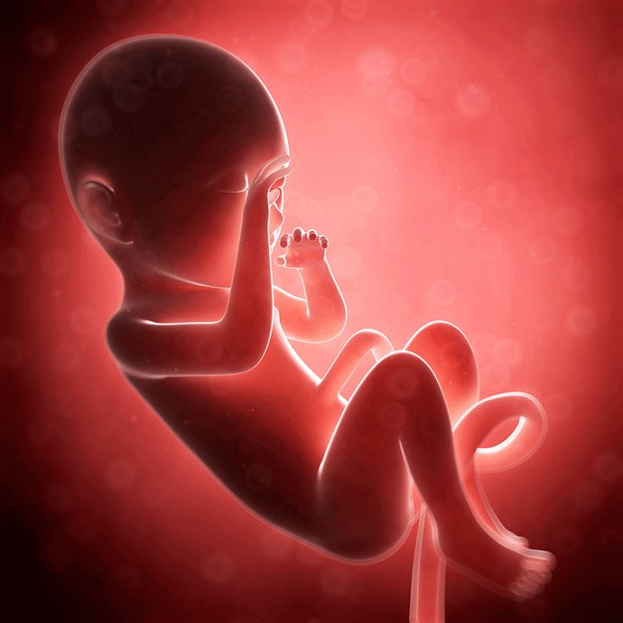 33-36 Weeks | Pregnancy to Parenting Australia