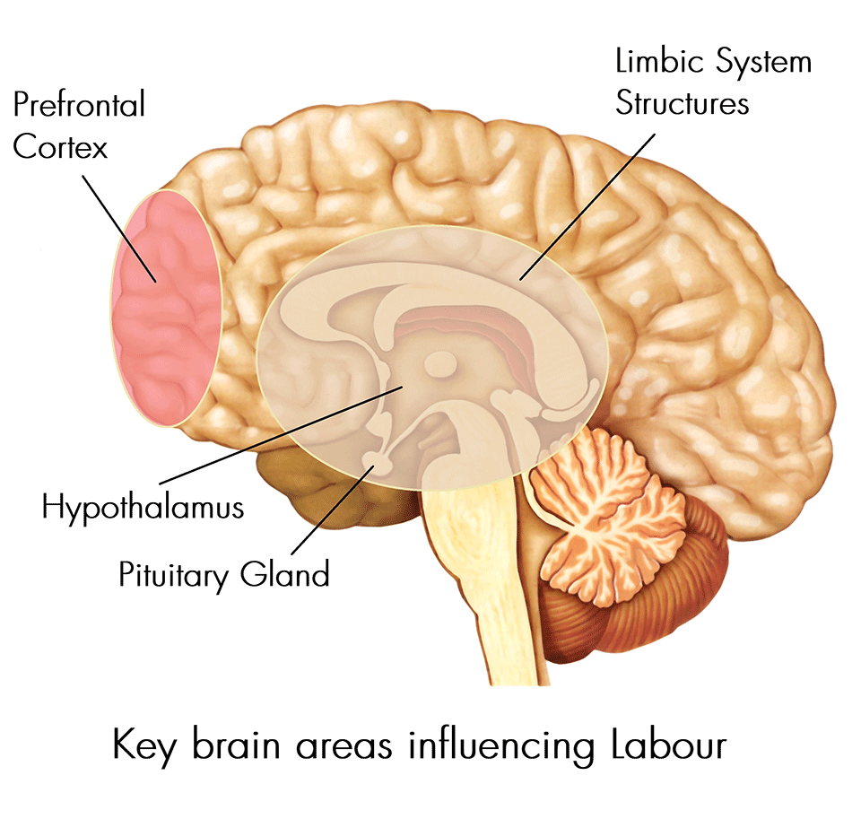 Prefrontal cortex: structure and function
