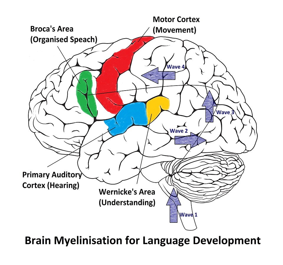 Brain Development Chart